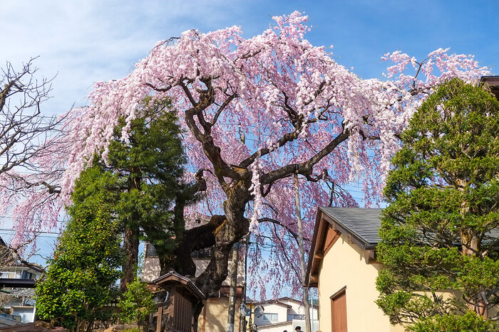 世界遺産エリアにて「日光桜回遊」が開催されます