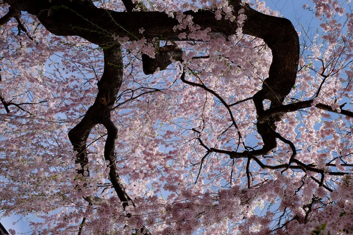 日光桜回遊のご案内